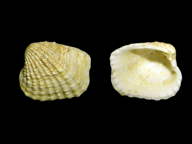 Glans trapezia (Linneo, 1758)