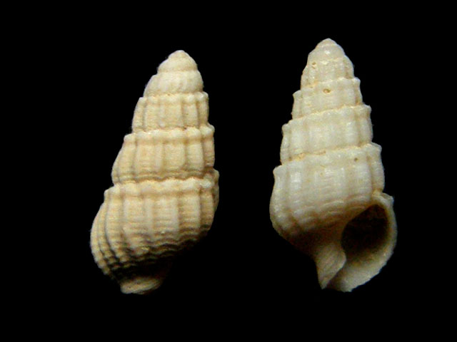 Nassarius.... serraticosta ??? (Bronn, 1831)