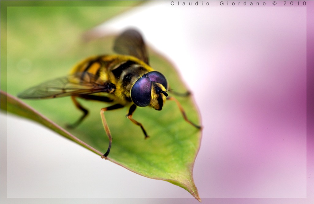 Myathropa florea (Syrphidae)