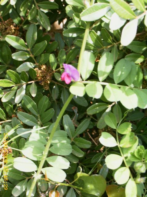 Vicia sativa