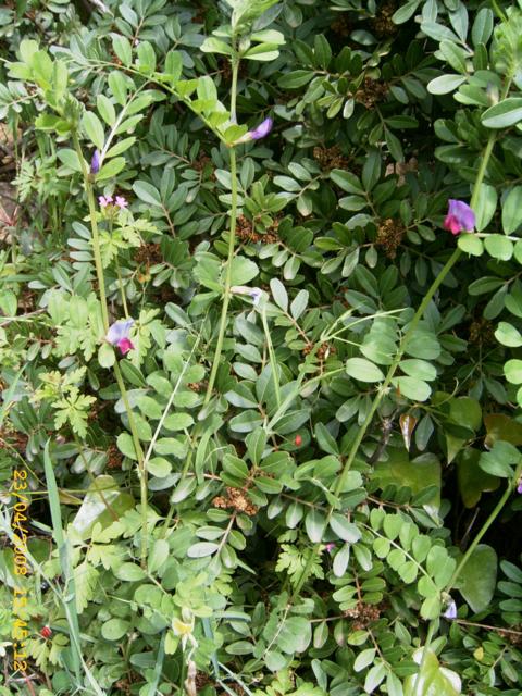 Vicia sativa