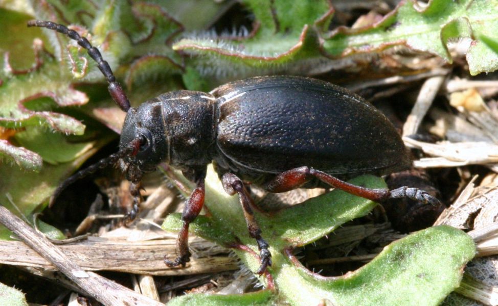 Dorcadion etruscum (Cerambycidae)