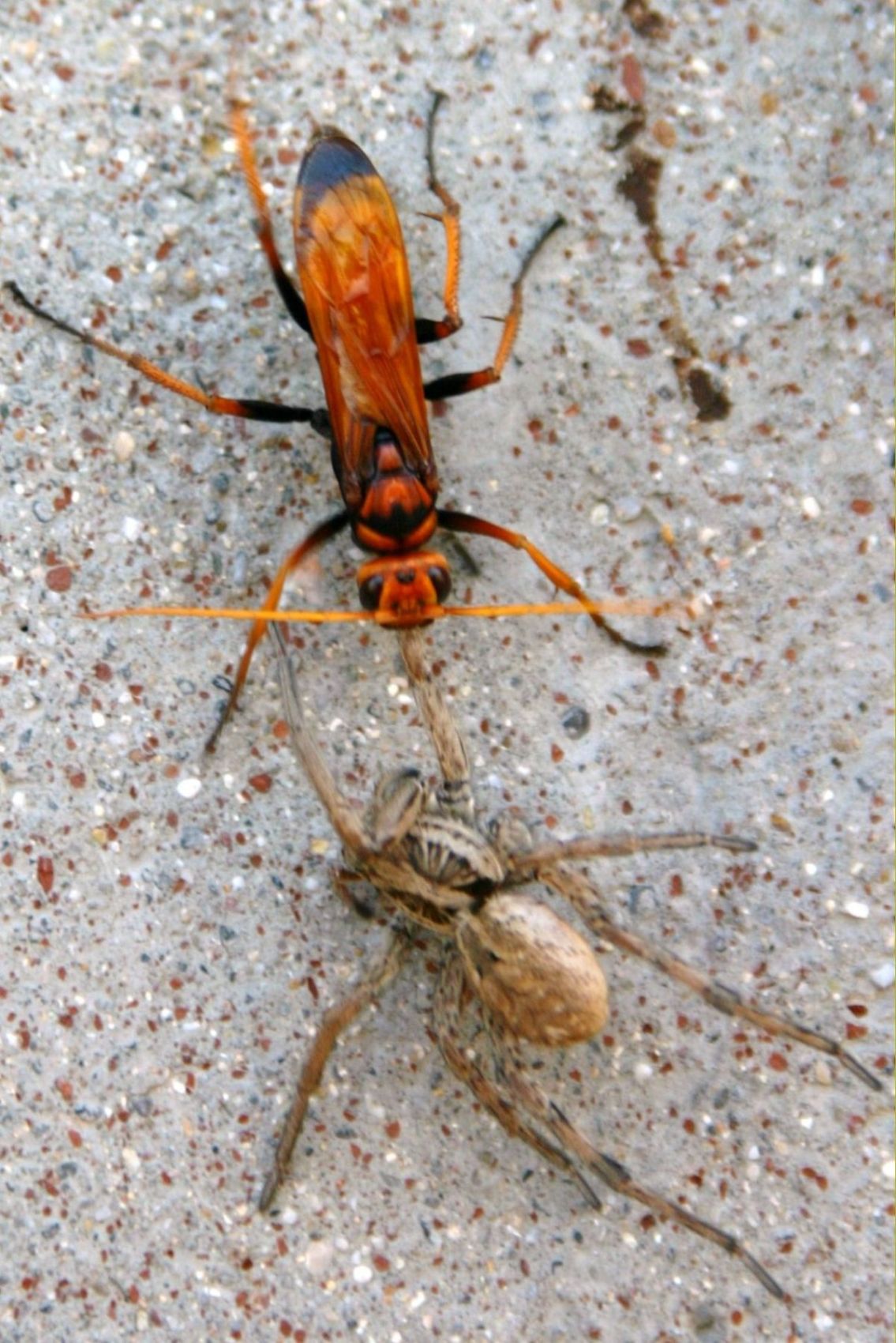 Pompilidae: Cryptocheilus sp. con preda (Hogna radiata)