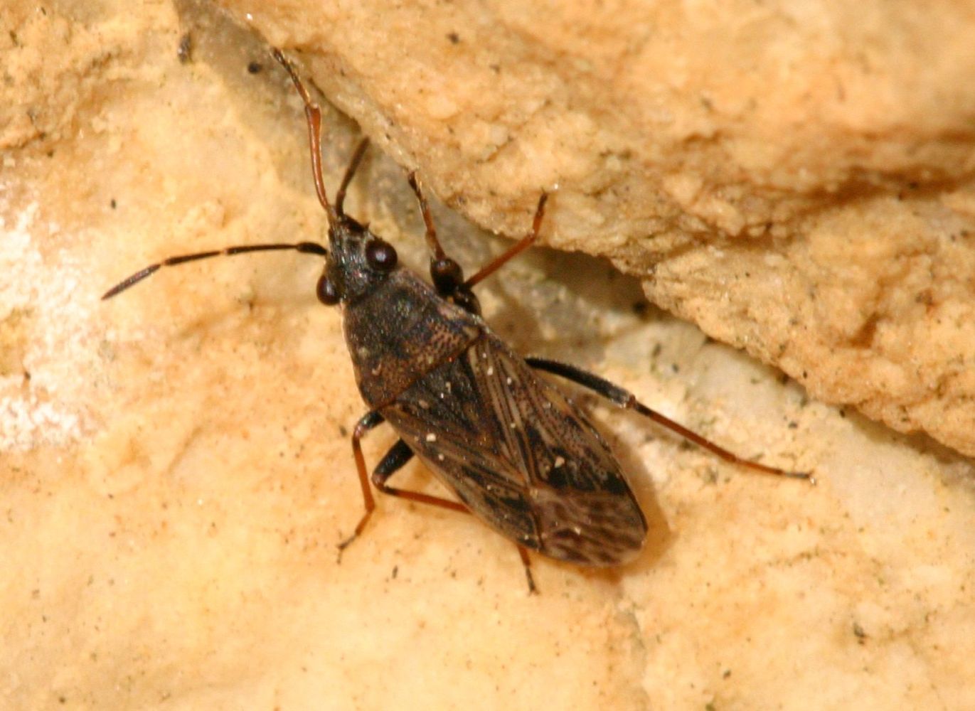 Eterottero per niente freddoloso: Peritrechus gracilicornis