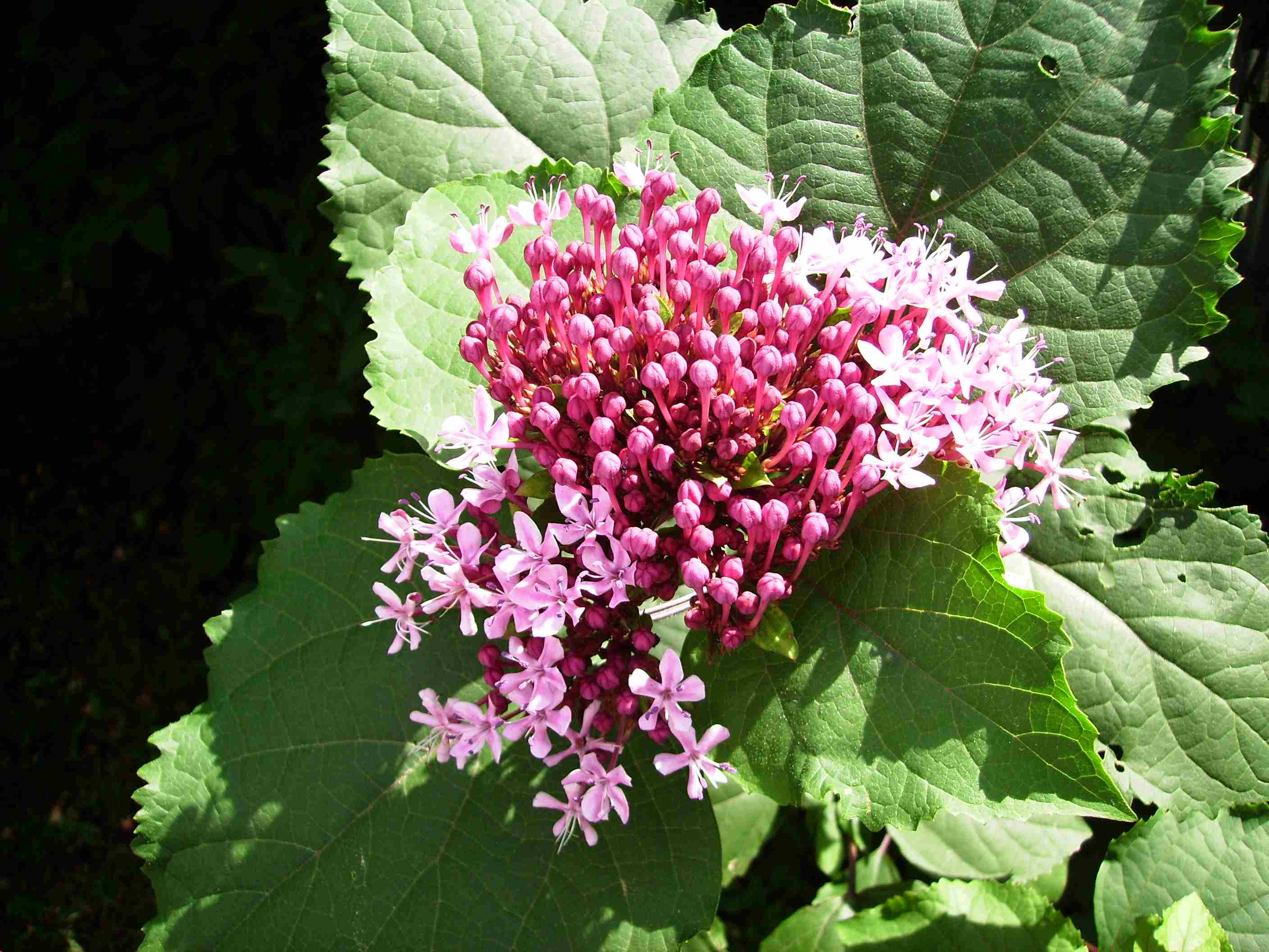Sul Montello - Clerodendrum bungei e Oenothera speciosa