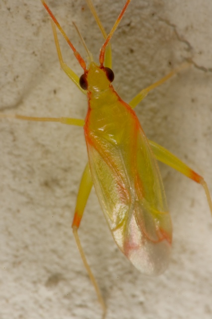 carrellata di otto miridae???