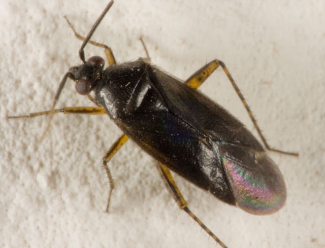 carrellata di otto miridae???