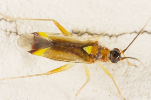 carrellata di otto miridae???