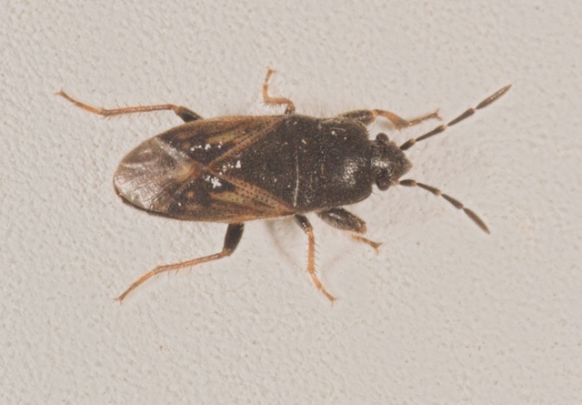 Lygaeidae: Taphropeltus, Megalonotus e Scolopostethus
