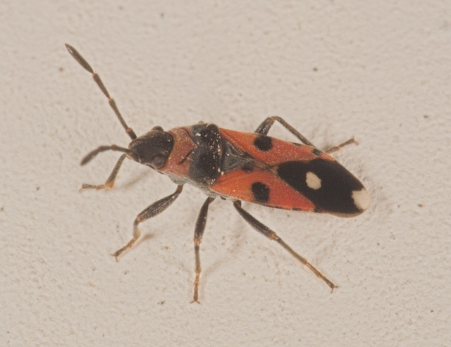 Pyrrhocoridae e Lygaeidae delle Puglie (Bitonto)