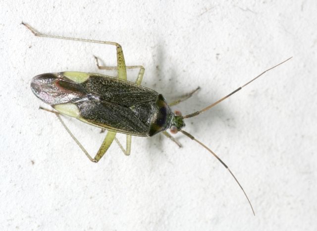 carrellata di otto miridae???