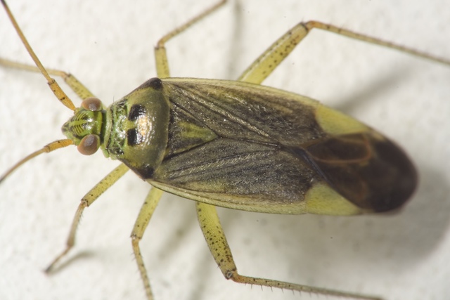 carrellata di otto miridae???