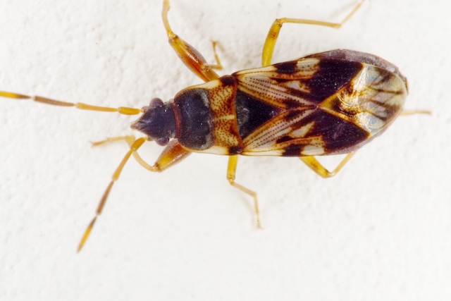 Lygaeidae: Taphropeltus, Megalonotus e Scolopostethus