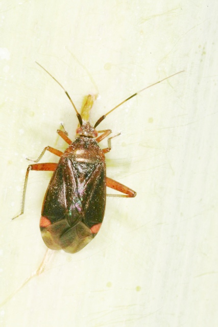 carrellata di otto miridae???