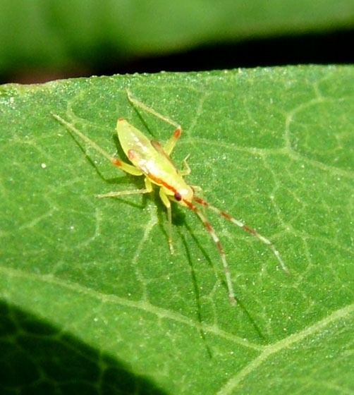 carrellata di otto miridae???