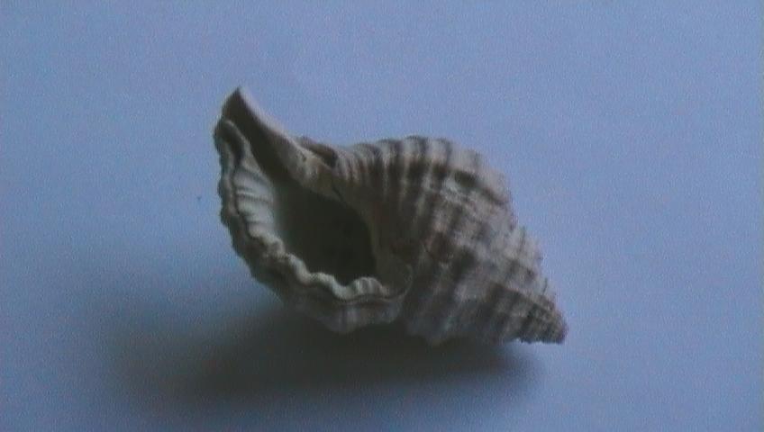 Cymathium parthenopeum (Von Salis, 1793)