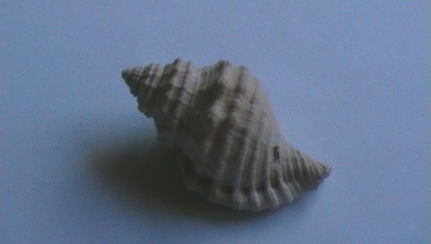 Cymathium parthenopeum (Von Salis, 1793)