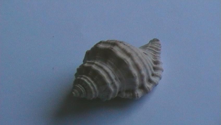 Cymathium parthenopeum (Von Salis, 1793)