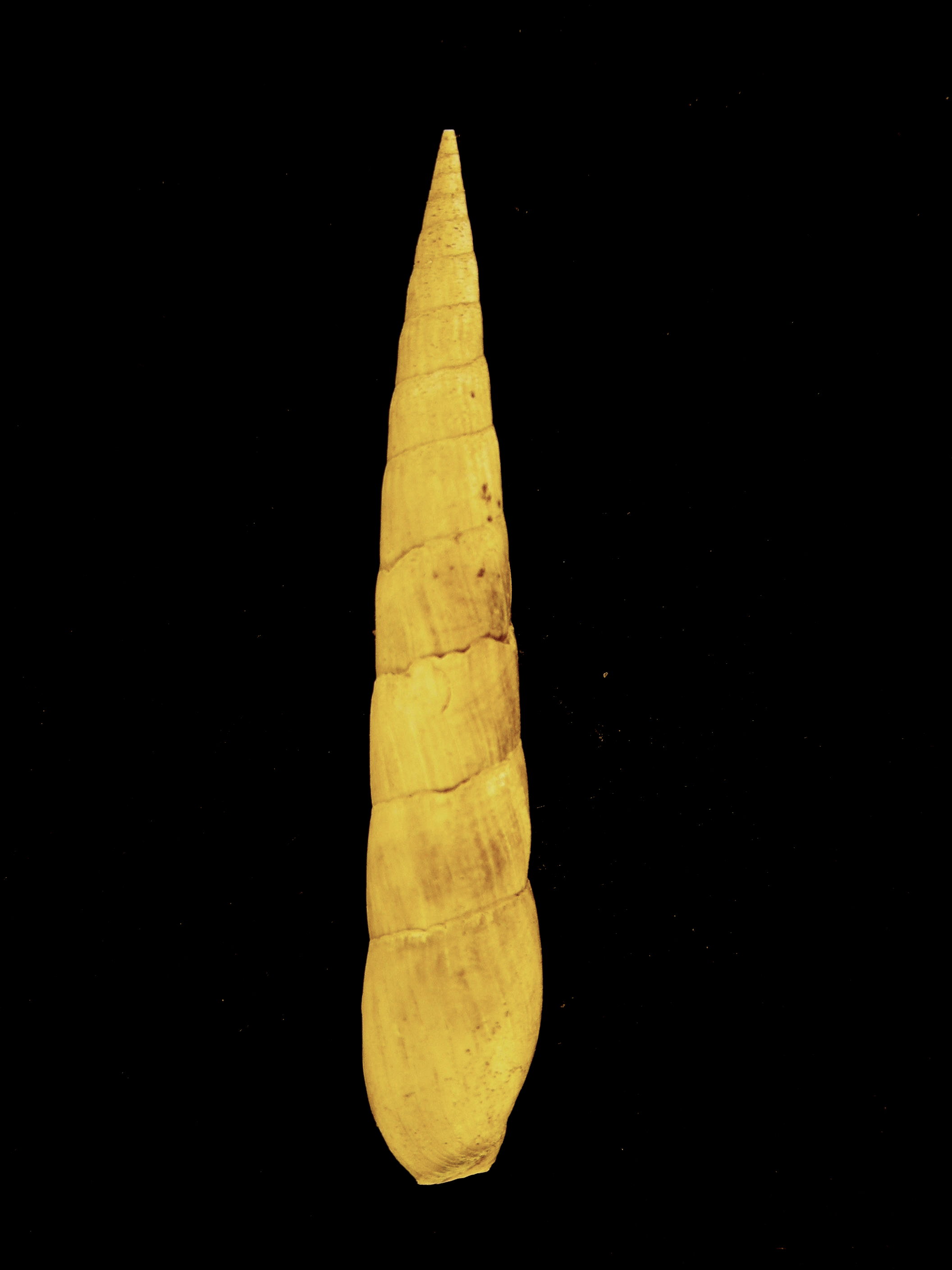 Hastula farinesi (Fontannes, 1881) - Pliocene - Toscana