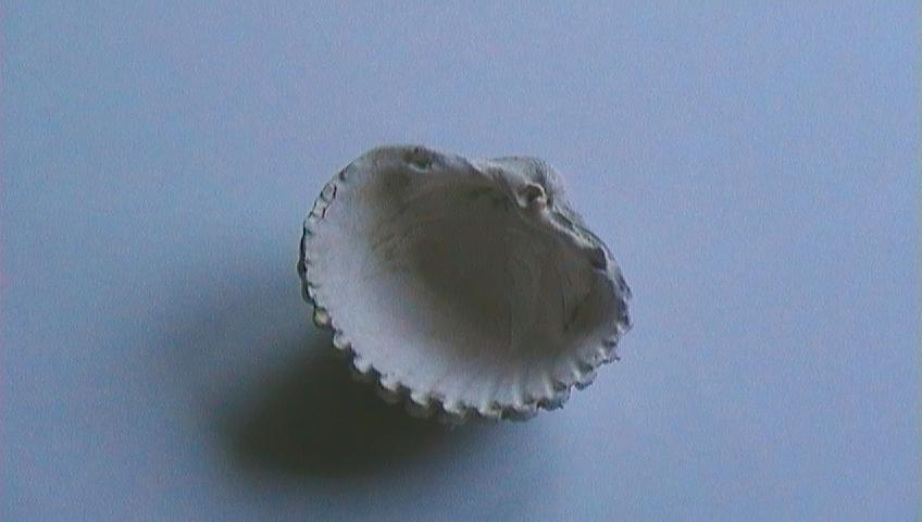 Acanthocardia?????