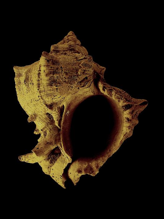 Hexaplex trunculus conglobatus (Michelotti, 1841)  Pliocene