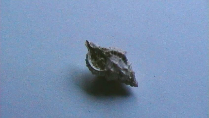 cymathium??
