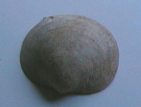 Glycimeris e poi...