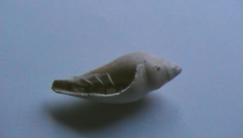 marginella??