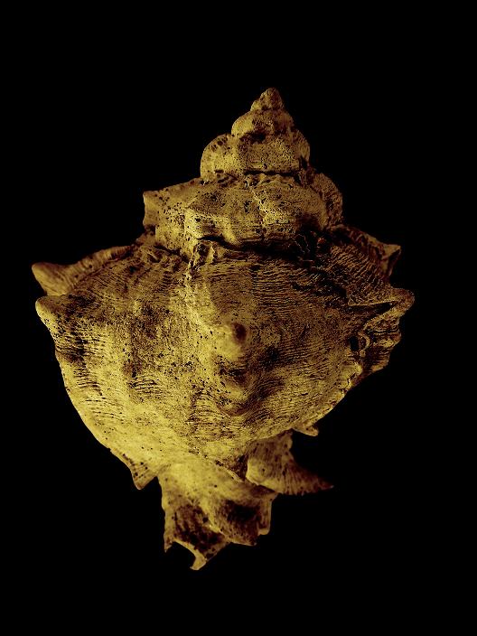 Hexaplex trunculus conglobatus (Michelotti, 1841)  Pliocene