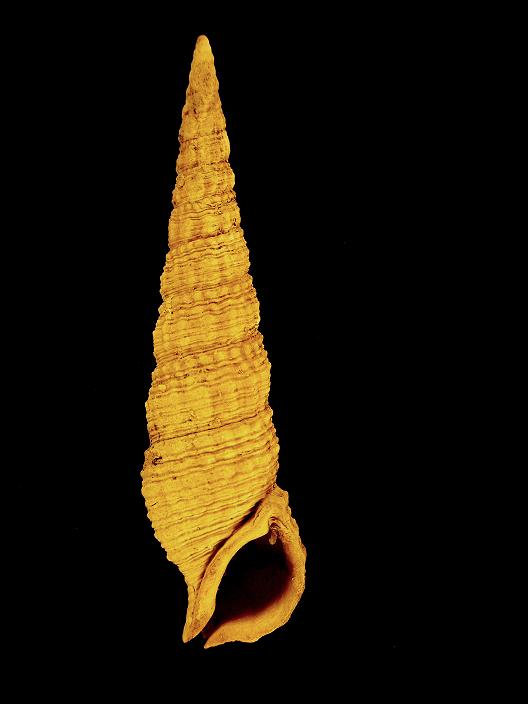 Cerithium crenatum (Brocchi, 1814) Pliocene - Spicchio