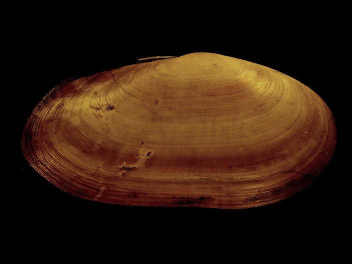 Gari labordei (Basterot, 1825)  Pliocene - Spicchio