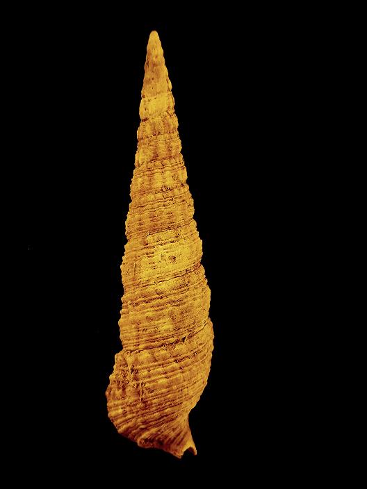 Cerithium crenatum (Brocchi, 1814) Pliocene - Spicchio