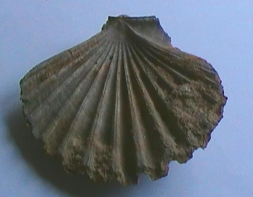 pecten??