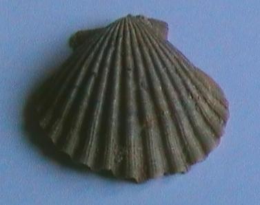 Da identificare