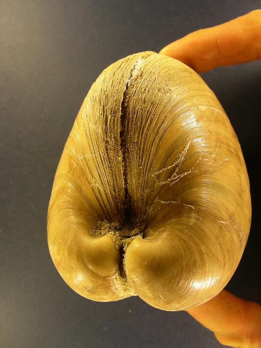 Sinodia gigas (Lamarck, 1818) - Pliocene - Spicchio