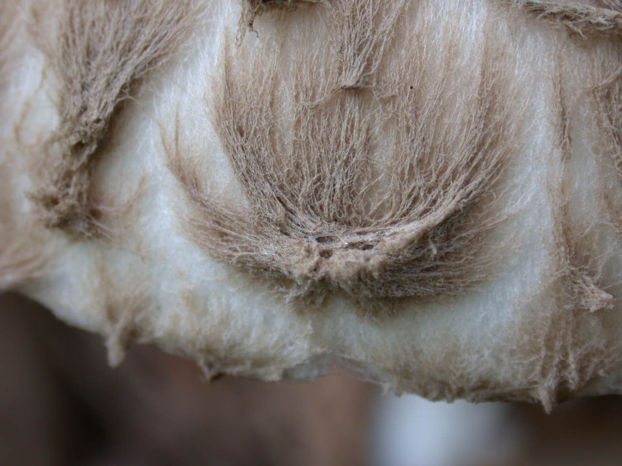 Kheops... Kephren...o ???  QUIZ