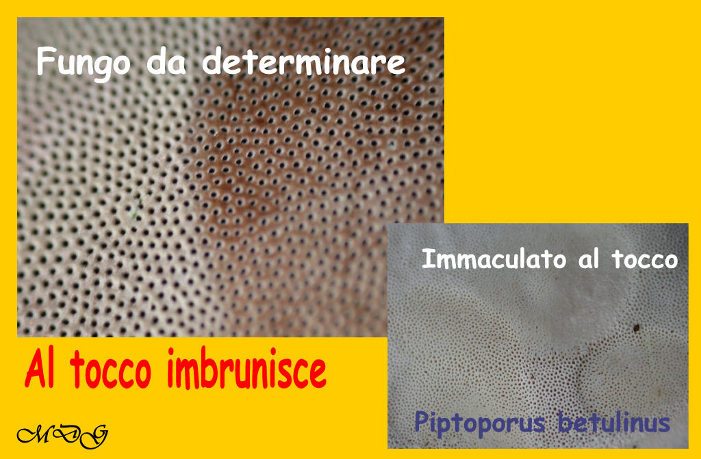 Fomes fomentarius - Sta nascendo un ...???  QUIZ