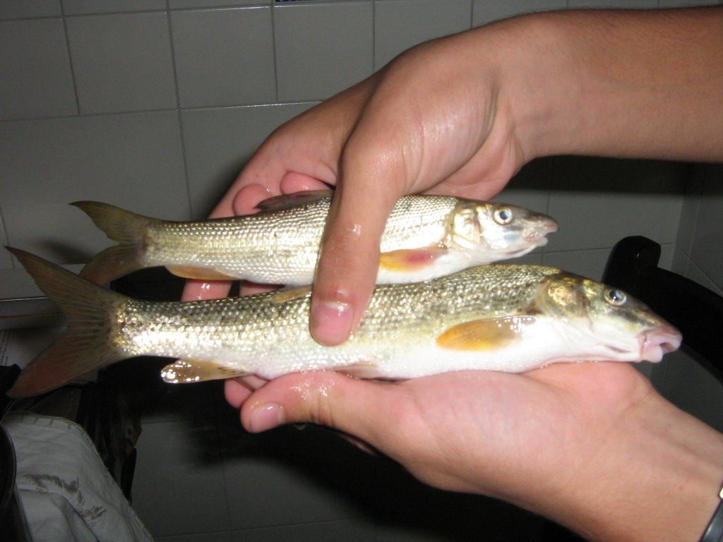 Barbo etrusco
