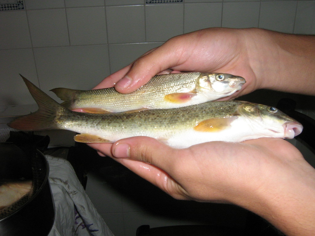 Barbo etrusco