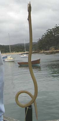 serpenti di mare