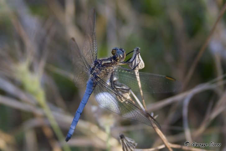 libellulidae da id - Orthetrum coerulescens anceps
