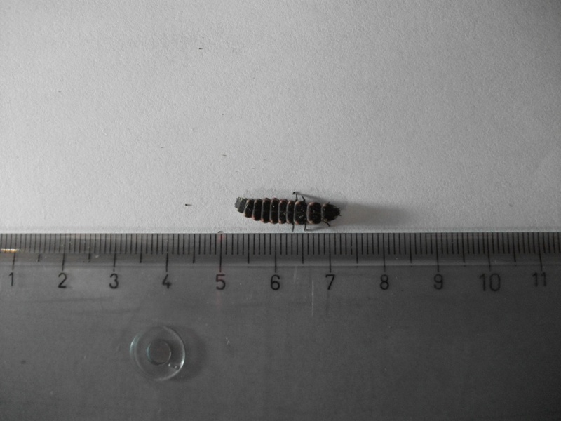 larva lucciola