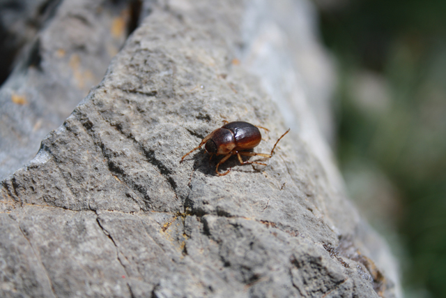 Coleottero da identificare: Geotrogus sicelis