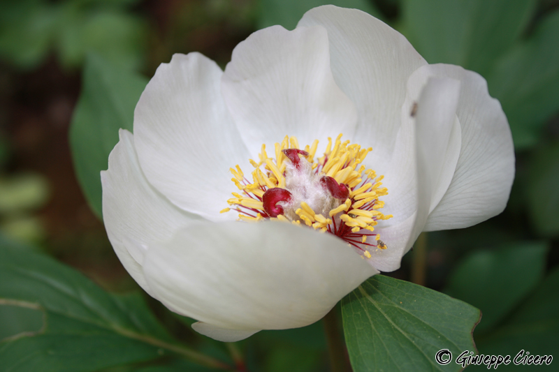 Paeonia mascula