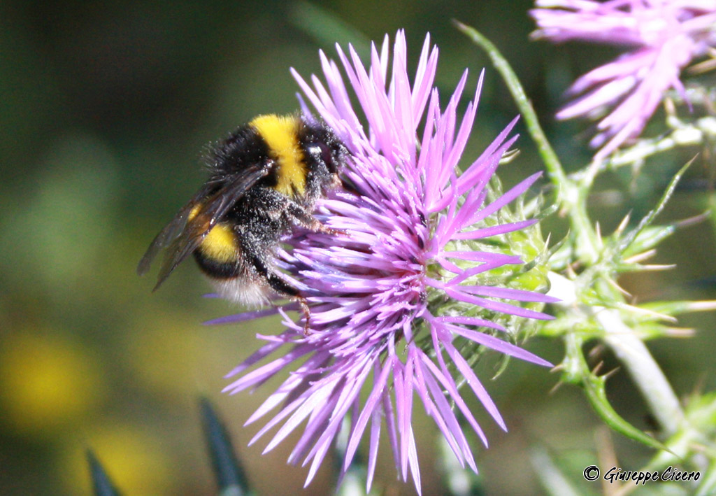 Bombus sp.