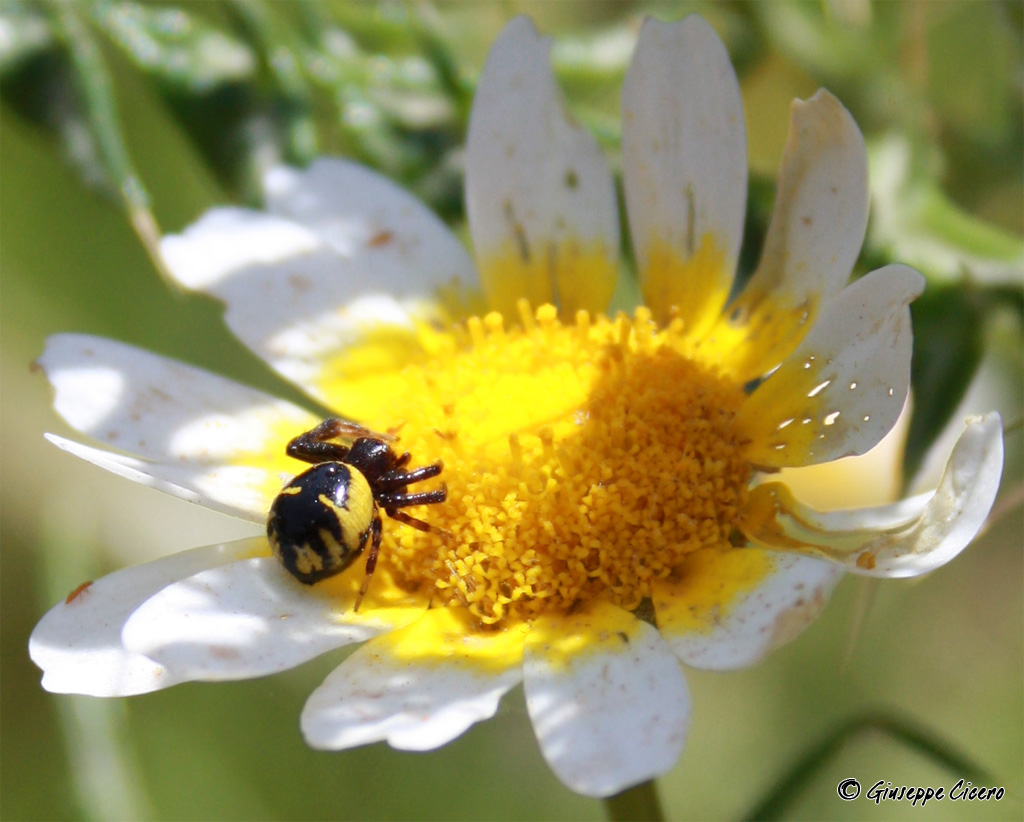 Synema globosum