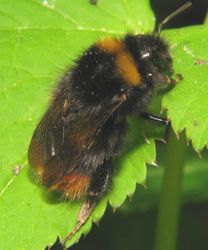 Psithyrus o Bombus ? Bombus soroeensis o pratorum