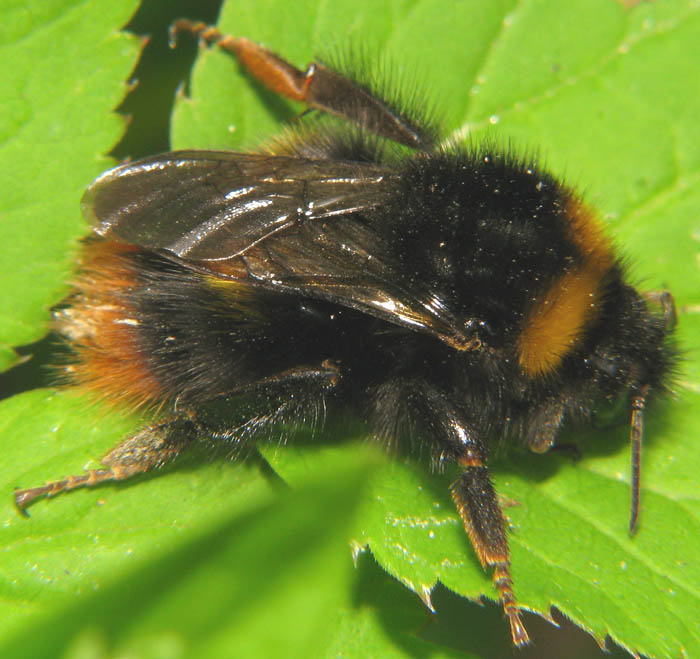 Psithyrus o Bombus ? Bombus soroeensis o pratorum