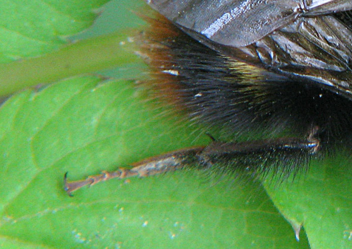 Psithyrus o Bombus ? Bombus soroeensis o pratorum
