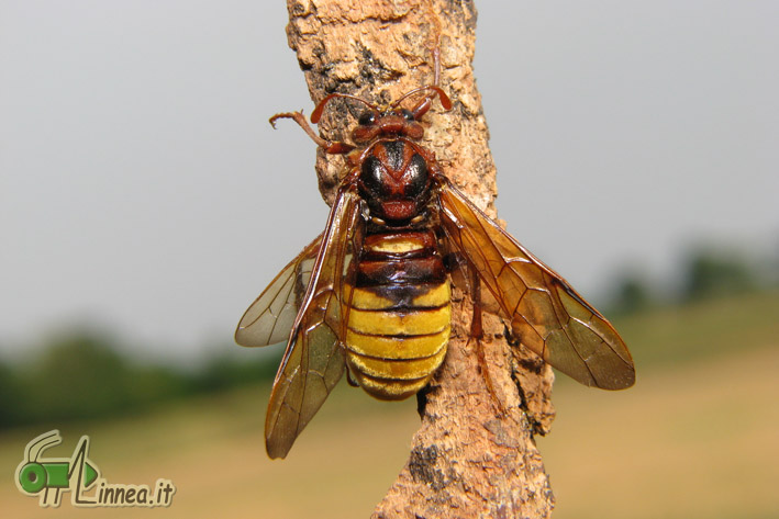 Imenottero mai visto: Cimbex luteus